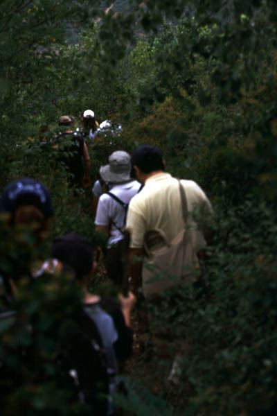 Hiking-in-the-woods